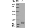 > 94 % as determined by reducing SDS-PAGE.