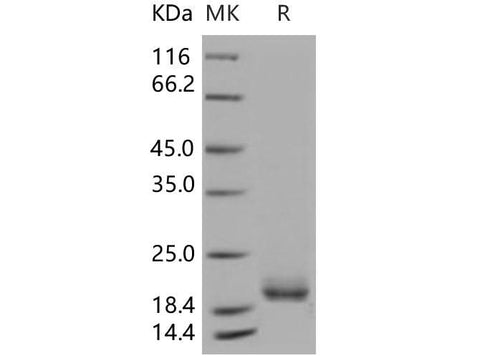 > 94 % as determined by reducing SDS-PAGE.