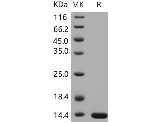 > 97 % as determined by reducing SDS-PAGE.