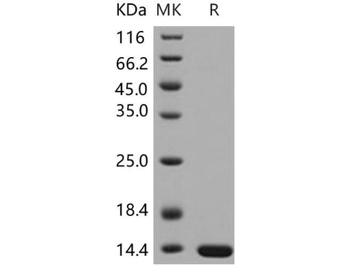 > 97 % as determined by reducing SDS-PAGE.