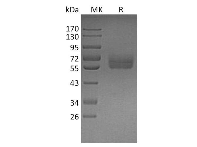 > 90 % as determined by reducing SDS-PAGE.