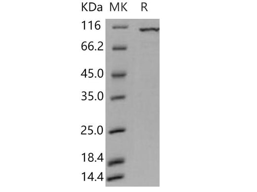 > 88 % as determined by reducing SDS-PAGE.