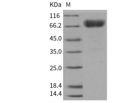 > 97 % as determined by reducing SDS-PAGE.