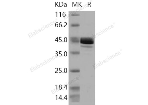 > 85 % as determined by reducing SDS-PAGE.