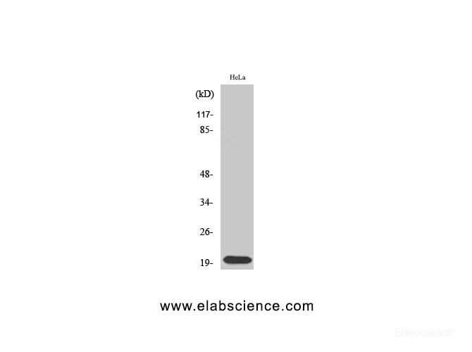 Western Blot analysis of Jurkat cells using SRSF3 Polyclonal Antibody at dilution of 1:2000.