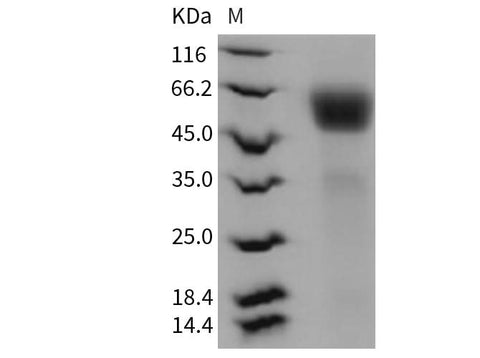 > 95 % as determined by reducing SDS-PAGE.