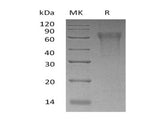 > 90 % as determined by reducing SDS-PAGE.