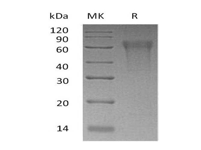 > 90 % as determined by reducing SDS-PAGE.