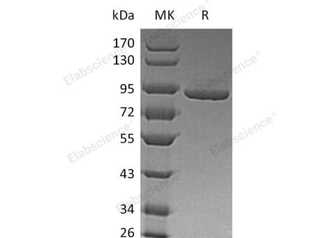 > 95 % as determined by reducing SDS-PAGE.