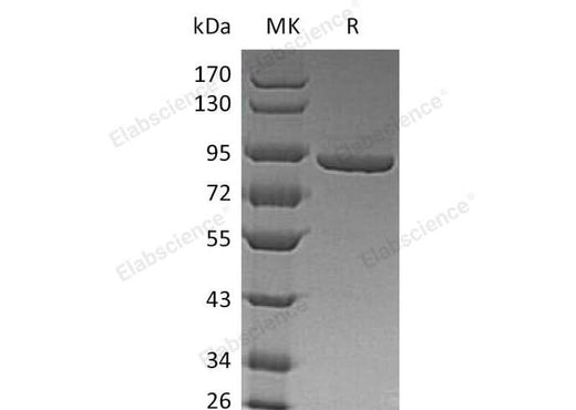 > 95 % as determined by reducing SDS-PAGE.