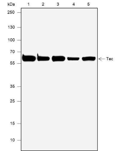 Anti-Human/Mouse Tec Antibody [A617] - ABMIUM