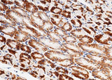 Anti-Mouse CXADR Antibody [B384]