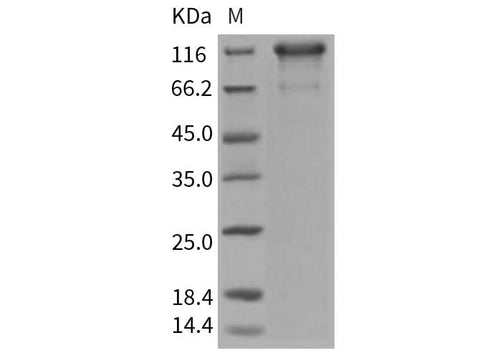 > 90 % as determined by reducing SDS-PAGE.