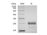 > 95 % as determined by reducing SDS-PAGE.