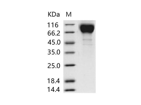 > 95 % as determined by reducing SDS-PAGE.