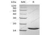 > 98 % as determined by reducing SDS-PAGE.