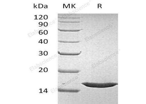 > 98 % as determined by reducing SDS-PAGE.