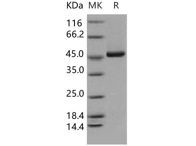 > 92 % as determined by reducing SDS-PAGE.