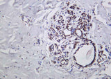 Anti-Human/Mouse/Rat p53 Antibody [B1014]