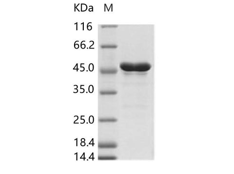 Recombinant ZIKV (strain Zika SPH2015) Envelope protein (aa 291-696, His Tag) - ABMIUM