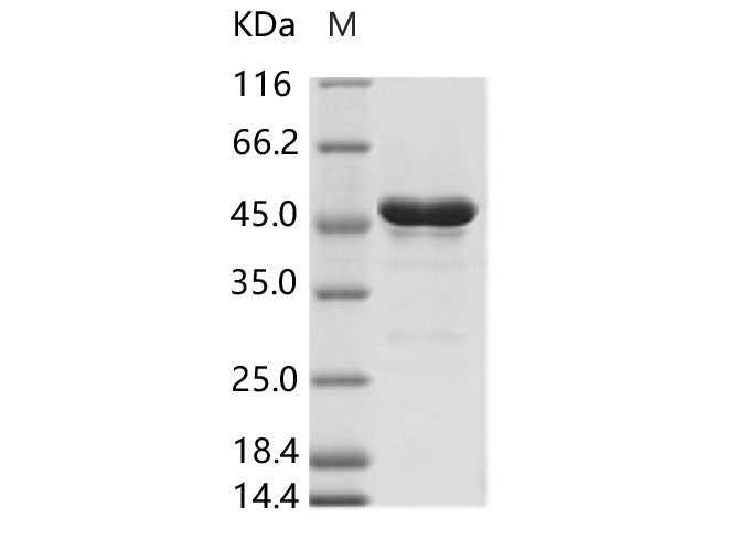 Recombinant ZIKV (strain Zika SPH2015) Envelope protein (aa 291-696, His Tag) - ABMIUM