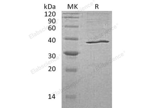> 95 % as determined by reducing SDS-PAGE.