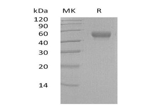 > 95 % as determined by reducing SDS-PAGE.