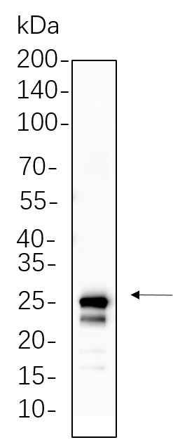 Anti-Human/Bovine mtTFA Antibody [B745] - ABMIUM