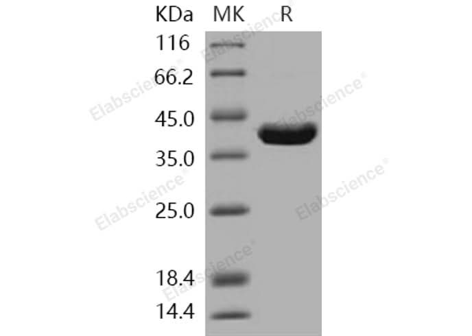 > 98 % as determined by reducing SDS-PAGE.