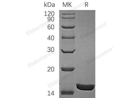 Recombinant Rat IL-1A/ IL-1α Protein - ABMIUM