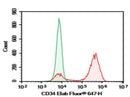 Anti-Human CD34 Antibody [QBEnd-10] - ABMIUM