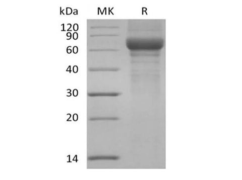 > 90 % as determined by reducing SDS-PAGE.