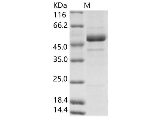 > 90 % as determined by reducing SDS-PAGE.