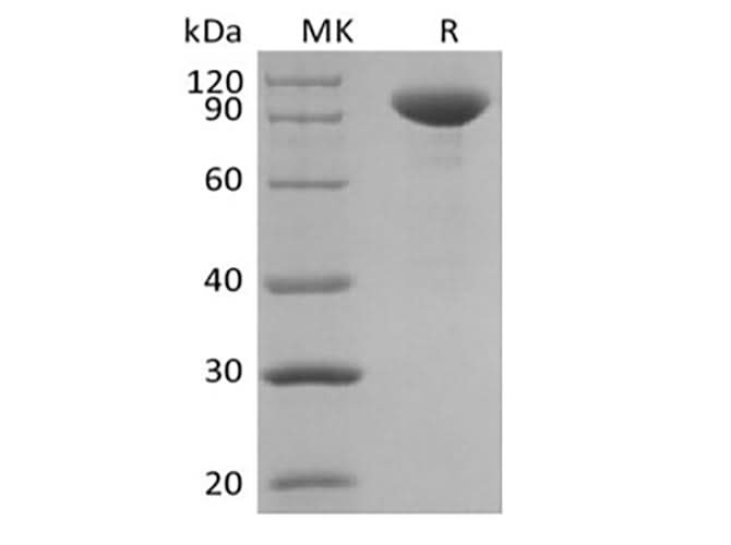 > 95 % as determined by reducing SDS-PAGE.