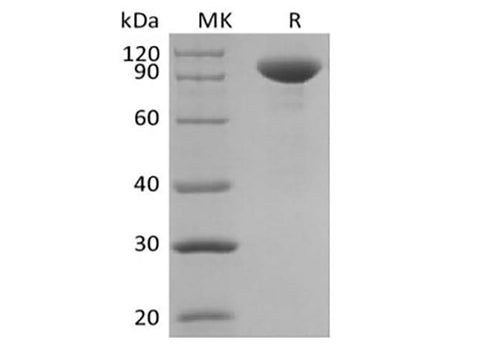 > 95 % as determined by reducing SDS-PAGE.