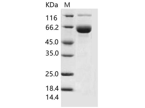 > 90 % as determined by reducing SDS-PAGE.