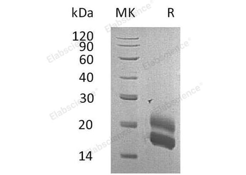 > 95 % as determined by reducing SDS-PAGE.