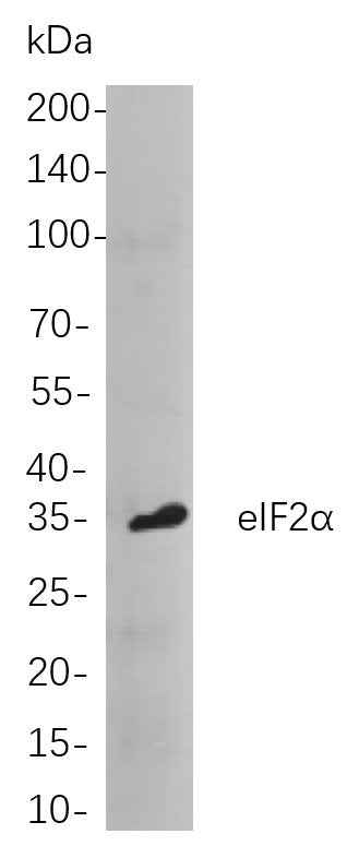 Anti-Human/Mouse/Rat eIF2α Antibody [B830]