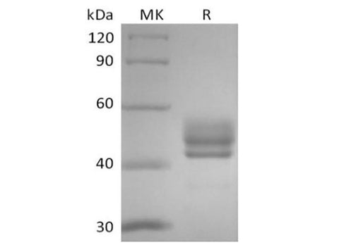 Recombinant Human CD3D&CD3E Heterodimer (C-Fc-Flag&C-Fc-6His) - ABMIUM