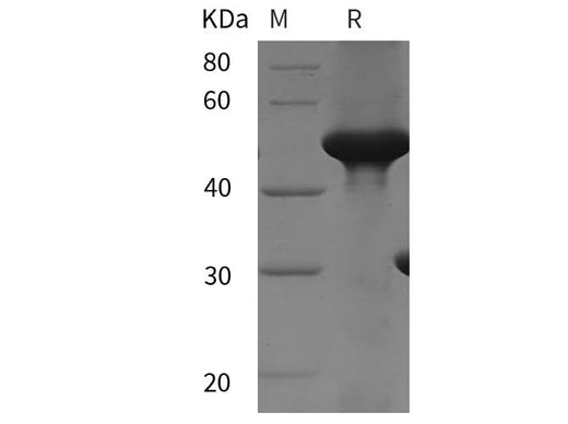 SDS-PAGE analysis of Human SUOX proteins, 2 μg/lane of Recombinant Human SUOX proteins was resolved with SDS-PAGE under reducing conditions, showing bands at 50 kDa.