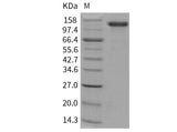 > 95 % as determined by reducing SDS-PAGE.
