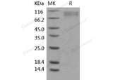 > 95 % as determined by reducing SDS-PAGE.