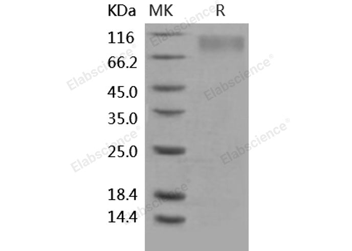 > 95 % as determined by reducing SDS-PAGE.