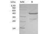> 90 % as determined by reducing SDS-PAGE.
