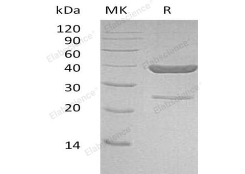 > 90 % as determined by reducing SDS-PAGE.