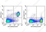 Anti-Mouse CD66A Antibody [Mab-CC1] - ABMIUM