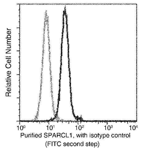 Anti-Human SPARCL1 Antibody [A938] - ABMIUM