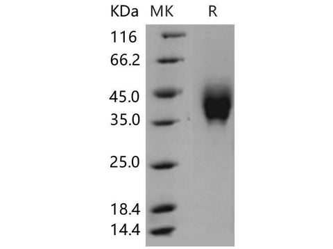 > 97 % as determined by reducing SDS-PAGE.
