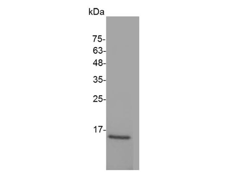> 98 % as determined by reducing SDS-PAGE.