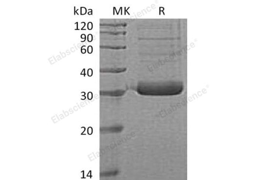 > 90 % as determined by reducing SDS-PAGE.